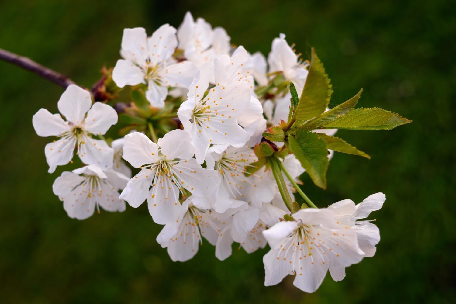 Room In Guest Room - Double Room Apple Blossom Schuttertal Exteriér fotografie